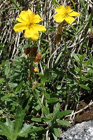 Helianthemum nummularium subsp. glabrum \ Kahles Sonnenrschen / Glabrous Rock-Rose, A Kärnten/Carinthia, Koralpe 3.7.2022
