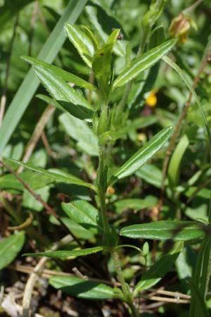 Helianthemum nummularium subsp. glabrum \ Kahles Sonnenrschen / Glabrous Rock-Rose, A Kärnten/Carinthia, Koralpe 3.7.2022