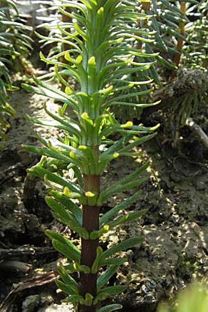 Hippuris vulgaris \ Tannenwedel / Mare's Tail, A Bregenz 21.4.2007