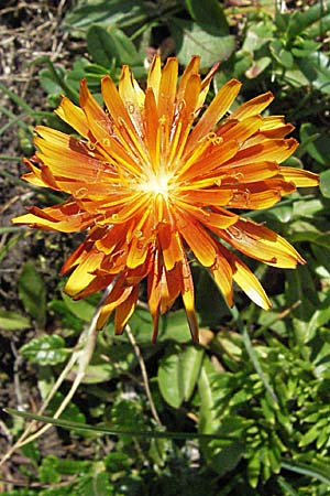 Crepis aurea \ Gold-Pippau / Golden Hawk's-Beard, A Kärnten/Carinthia, Petzen 21.7.2007