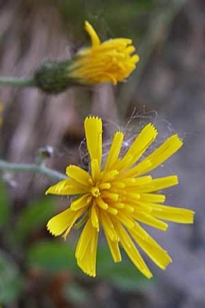 Hieracium murorum \ Wald-Habichtskraut, Mauer-Habichtskraut / Wall Hawkweed, A Menauer Alm 31.5.2008