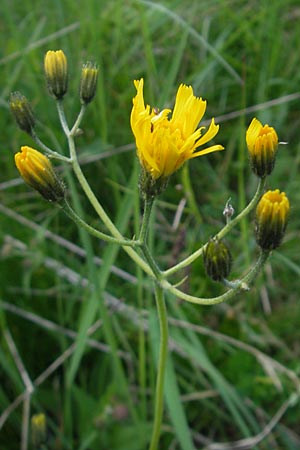 Hieracium murorum \ Wald-Habichtskraut, Mauer-Habichtskraut / Wall Hawkweed, A Kärnten/Carinthia, Hochobir 1.7.2010