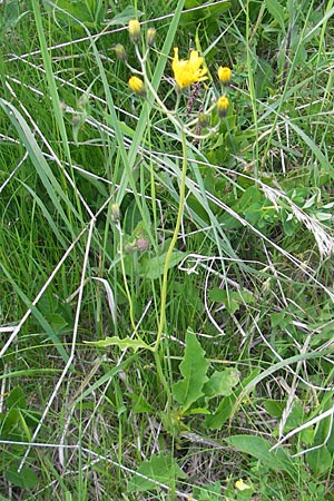 Hieracium murorum \ Wald-Habichtskraut, Mauer-Habichtskraut / Wall Hawkweed, A Kärnten/Carinthia, Hochobir 1.7.2010
