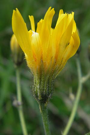 Hieracium murorum \ Wald-Habichtskraut, Mauer-Habichtskraut / Wall Hawkweed, A Kärnten/Carinthia, Hochobir 1.7.2010