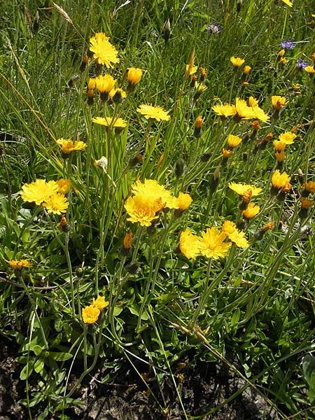 Hieracium sphaerocephalum \ Kugelkpfiges Habichtskraut / Globe-Headed Hawkweed, A Malta - Tal / Valley 19.7.2010