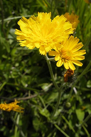 Hieracium sphaerocephalum \ Kugelkpfiges Habichtskraut / Globe-Headed Hawkweed, A Malta - Tal / Valley 19.7.2010