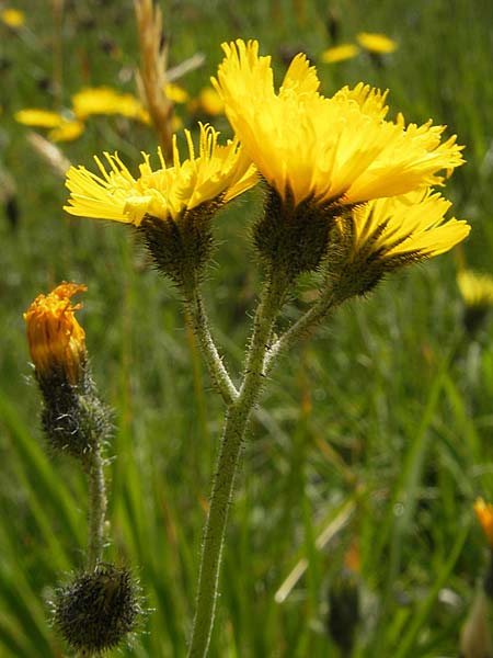 Hieracium sphaerocephalum \ Kugelkpfiges Habichtskraut / Globe-Headed Hawkweed, A Malta - Tal / Valley 19.7.2010