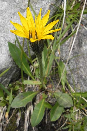 Scorzoneroides montana \ Berg-Schuppenlwenzahn / Mountain Hawkbit, A Malta - Tal / Valley 19.7.2010