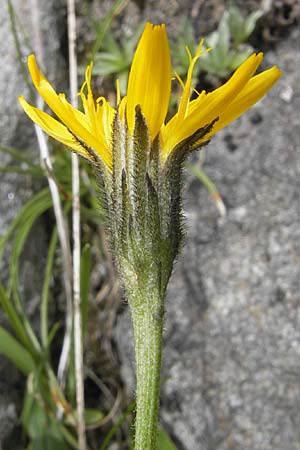 Scorzoneroides montana \ Berg-Schuppenlwenzahn / Mountain Hawkbit, A Malta - Tal / Valley 19.7.2010
