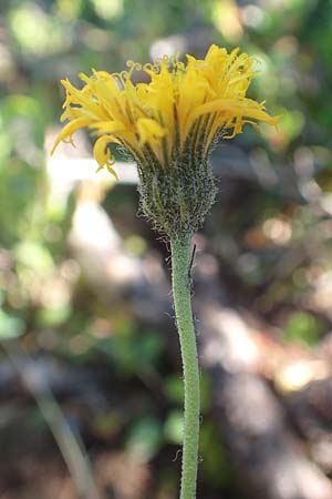 Hieracium lachenalii \ Gewhnliches Habichtskraut / Lachenal's Hawkweed, A Kärnten/Carinthia, Petzen 8.8.2016