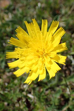 Hieracium villosum \ Zottiges Habichtskraut / Shaggy Hawkweed, A Trenchtling 3.7.2019