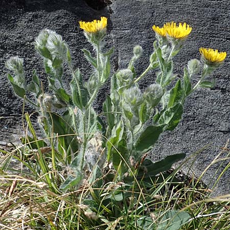 Hieracium villosum \ Zottiges Habichtskraut / Shaggy Hawkweed, A Pusterwald, Eiskar 29.6.2021