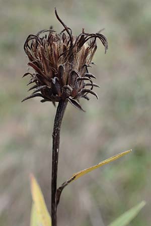 Pentanema ensifolium \ Schwertblttriger Alant, Zwerg-Alant / Swordleaf Inula, A Hainburg 25.9.2022