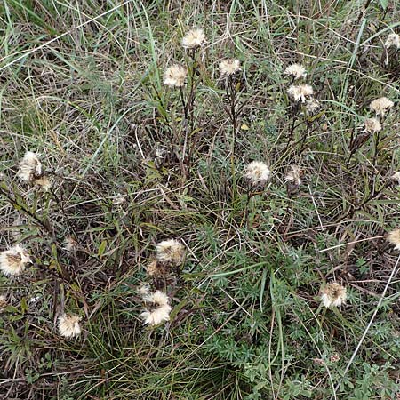 Pentanema ensifolium \ Schwertblttriger Alant, Zwerg-Alant / Swordleaf Inula, A Hainburg 25.9.2022