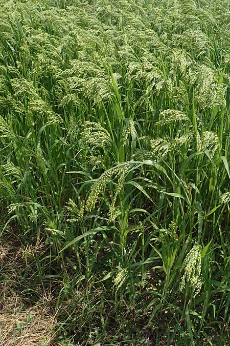 Panicum miliaceum subsp. miliaceum \ Echte Rispen-Hirse / Common Millet, A Wien 10.7.2023