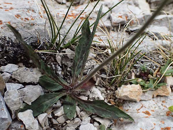 Hieracium glaucinum \ Fr�hbl�hendes Habichtskraut / Early Hawkweed, A Admont 5.7.2024