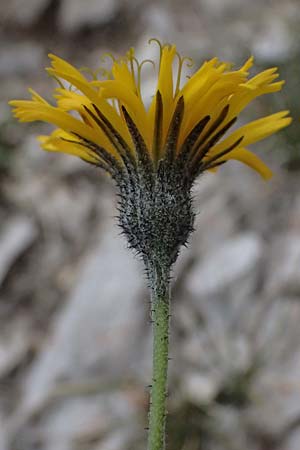 Hieracium glaucinum \ Fr�hbl�hendes Habichtskraut / Early Hawkweed, A Admont 5.7.2024