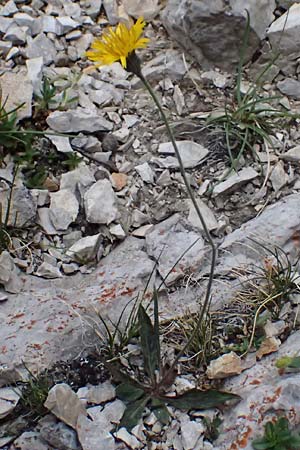 Hieracium glaucinum \ Fr�hbl�hendes Habichtskraut / Early Hawkweed, A Admont 5.7.2024