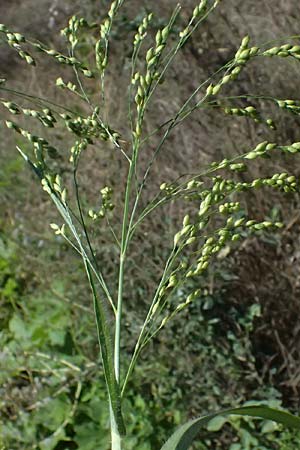 Panicum miliaceum subsp. agricola \ Bauern-Rispen-Hirse / Farmer's Millet, A Hollabrunn 12.8.2025