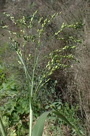 Panicum miliaceum subsp. agricola \ Bauern-Rispen-Hirse / Farmer's Millet, A Hollabrunn 12.8.2025
