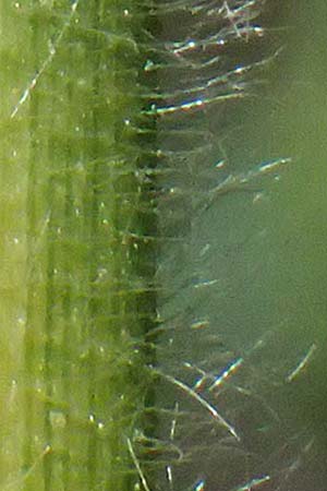 Panicum miliaceum subsp. agricola \ Bauern-Rispen-Hirse / Farmer's Millet, A Hollabrunn 12.8.2025