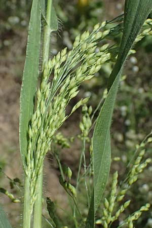Panicum miliaceum subsp. agricola \ Bauern-Rispen-Hirse / Farmer's Millet, A Hollabrunn 12.8.2025
