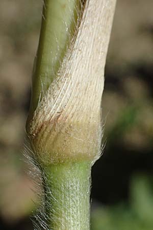 Panicum miliaceum subsp. agricola \ Bauern-Rispen-Hirse / Farmer's Millet, A Hollabrunn 12.8.2025