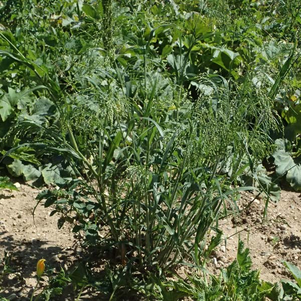 Panicum miliaceum subsp. agricola \ Bauern-Rispen-Hirse / Farmer's Millet, A Hollabrunn 12.8.2025
