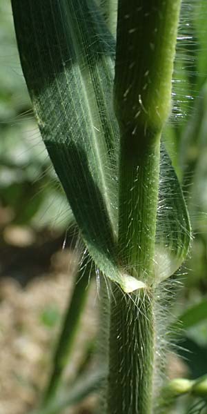 Panicum miliaceum subsp. agricola \ Bauern-Rispen-Hirse / Farmer's Millet, A Hollabrunn 12.8.2025