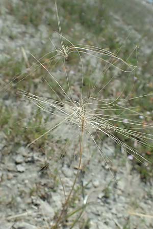 Hordeum jubatum \ Mhnen-Gerste / Foxtail Barley, A Seewinkel, Apetlon 12.7.2023