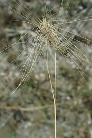 Hordeum jubatum \ Mhnen-Gerste / Foxtail Barley, A Seewinkel, Apetlon 12.7.2023