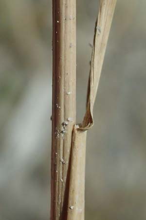 Hordeum jubatum \ Mhnen-Gerste / Foxtail Barley, A Seewinkel, Apetlon 12.7.2023