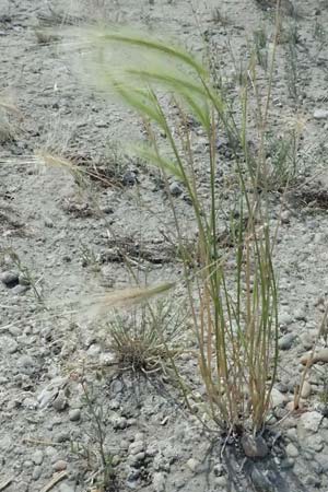 Hordeum jubatum \ Mhnen-Gerste / Foxtail Barley, A Seewinkel, Apetlon 12.7.2023