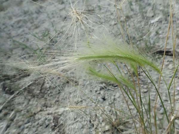 Hordeum jubatum \ Mhnen-Gerste / Foxtail Barley, A Seewinkel, Apetlon 12.7.2023