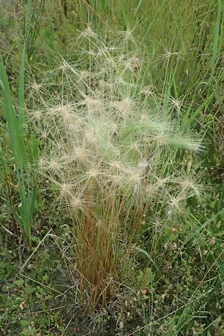 Hordeum jubatum \ Mhnen-Gerste / Foxtail Barley, A Seewinkel, Apetlon 12.7.2023