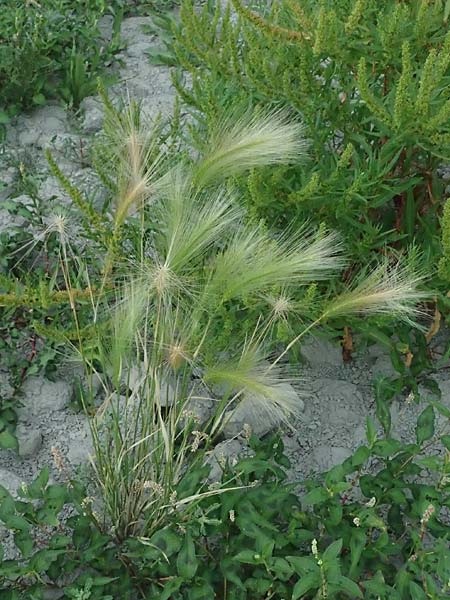 Hordeum jubatum \ Mhnen-Gerste / Foxtail Barley, A Seewinkel, St. Andrä 12.7.2023
