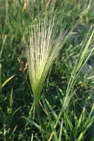 Hordeum jubatum \ M&auml;hnen-Gerste / Foxtail Barley, A Seewinkel, Apetlon 13.6.2026