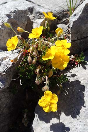 Helianthemum alpestre \ Alpen-Sonnenrschen / Alpine Rock-Rose, A Traweng 8.7.2020