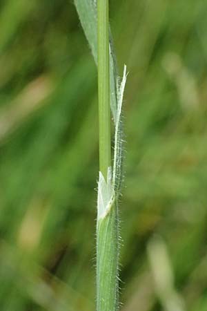 Holcus lanatus \ Wolliges Honiggras / Common Velvet Grass, A Sankt Leonhard im Glantal 17.6.2026