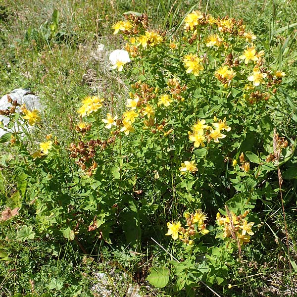 Hypericum maculatum \ Geflecktes Johanniskraut / Imperforate St. John's-Wort, A Kärnten/Carinthia, Petzen 8.8.2016