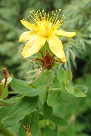 Hypericum maculatum \ Geflecktes Johanniskraut / Imperforate St. John's-Wort, A Kärnten/Carinthia, Koralpe 9.8.2016