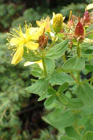 Hypericum maculatum \ Geflecktes Johanniskraut / Imperforate St. John's-Wort, A Kärnten/Carinthia, Koralpe 9.8.2016