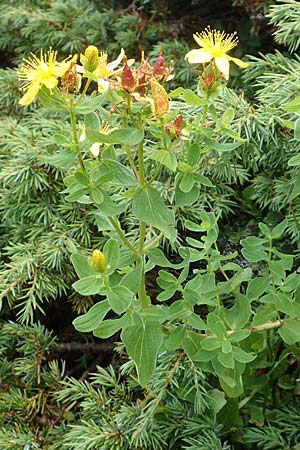 Hypericum maculatum \ Geflecktes Johanniskraut / Imperforate St. John's-Wort, A Kärnten/Carinthia, Koralpe 9.8.2016