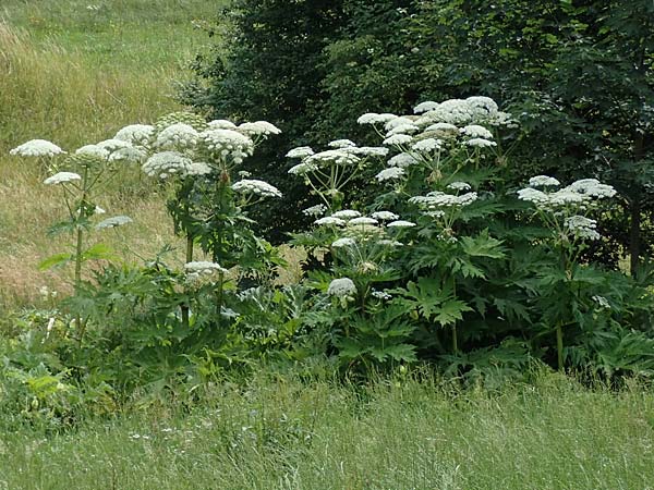 Heracleum mantegazzianum \ Riesen-Brenklau, Herkulesstaude / Giant Hogweed, A Tragöß 4.7.2019