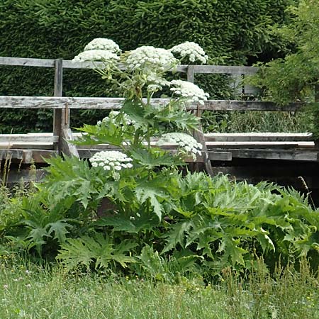 Heracleum mantegazzianum \ Riesen-Brenklau, Herkulesstaude / Giant Hogweed, A Tragöß 4.7.2019