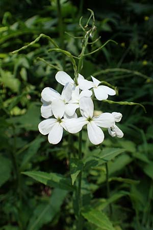 Hesperis matronalis \ Gewhnliche Nachtviole / Dame's Violet, A Steiermark, Pernegg-Mixnitz 4.7.2019