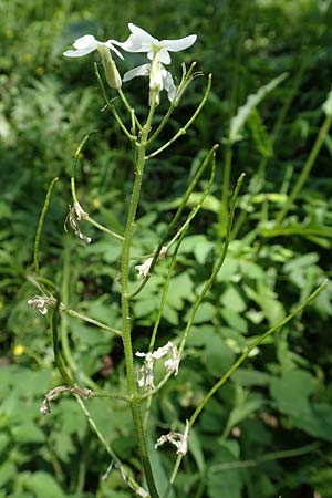 Hesperis matronalis \ Gewhnliche Nachtviole / Dame's Violet, A Steiermark, Pernegg-Mixnitz 4.7.2019