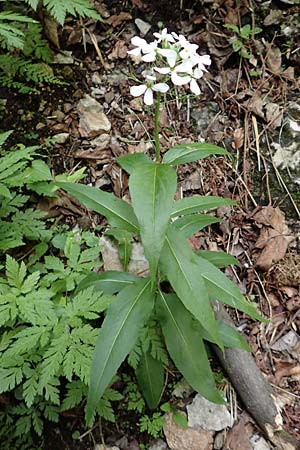 Hesperis matronalis \ Gewhnliche Nachtviole / Dame's Violet, A Steiermark, Pernegg-Mixnitz 4.7.2019