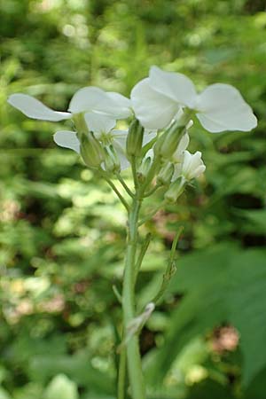 Hesperis matronalis \ Gewhnliche Nachtviole / Dame's Violet, A Steiermark, Pernegg-Mixnitz 4.7.2019