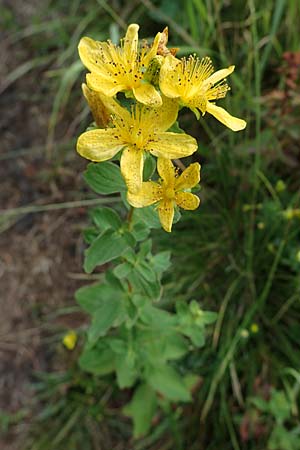 Hypericum maculatum \ Geflecktes Johanniskraut / Imperforate St. John's-Wort, A Seckauer Tauern, Brandstätter Törl 27.7.2021